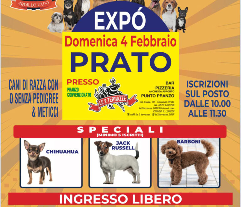 Ardillo Expo Prato<br>spec. chihuahua